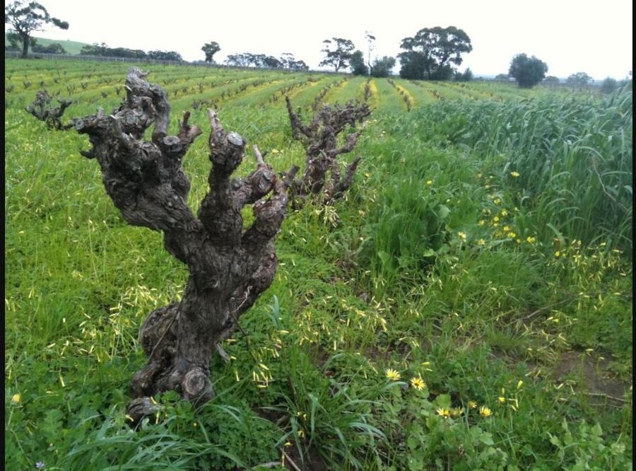 A gnarled, weathered old grapevine trunk with bare wood, standing at the edge of a green vineyard row in the Barossa Valley.