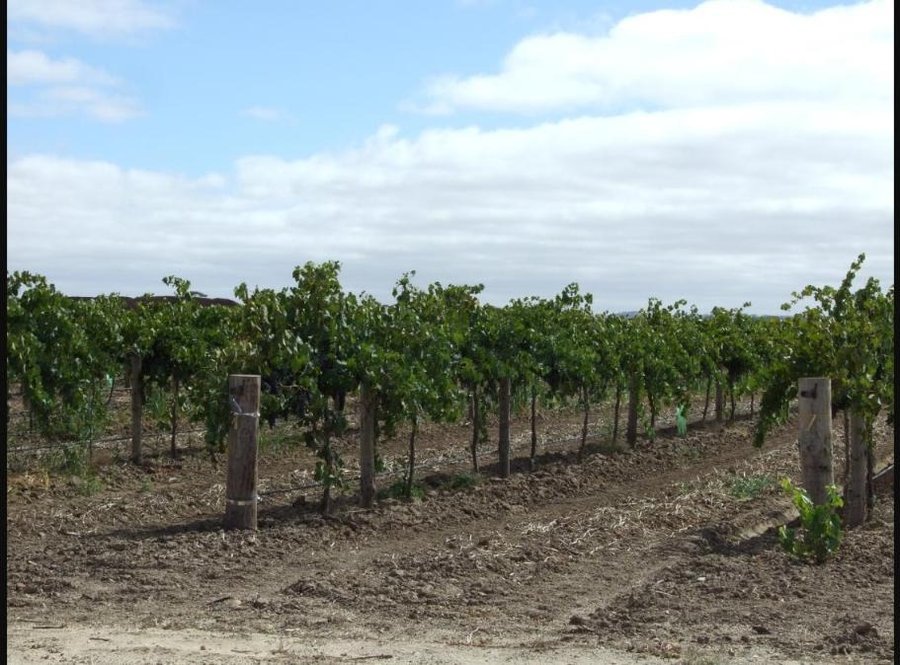 A row of trellised grapevines in a Barossa Valley vineyard, with wooden posts and wire trellising, under a partly cloudy sky.